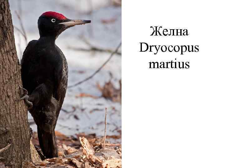  Желна  Dryocopus  martius 