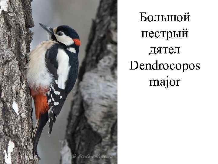  Большой  пестрый дятел  Dendrocopos major 