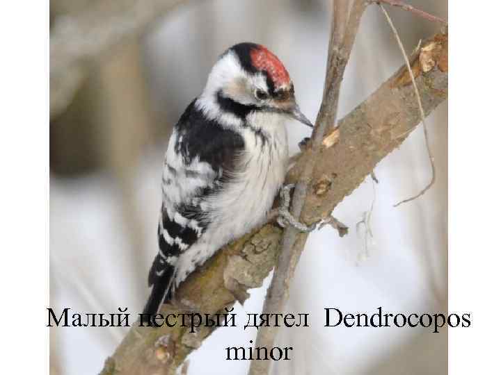 Малый пестрый дятел Dendrocopos   minor 