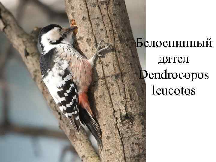 Белоспинный дятел Dendrocopos  leucotos 