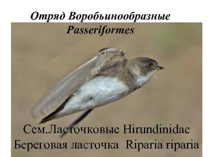   Отряд Воробьинообразные   Passeriformes Сем. Ласточковые Hirundinidae Береговая ласточка Riparia riparia