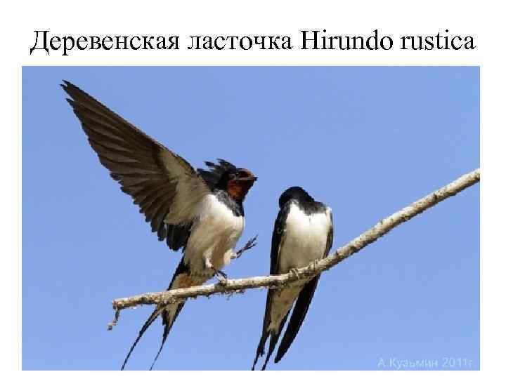 Деревенская ласточка Hirundo rustica 