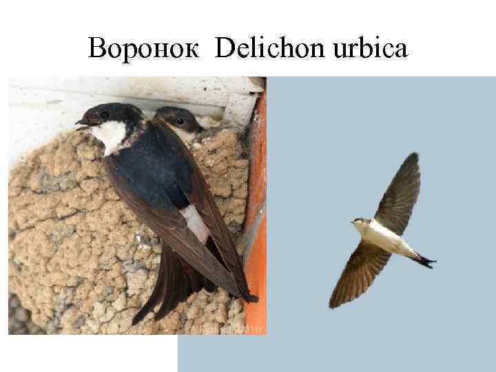 Воронок Delichon urbica 