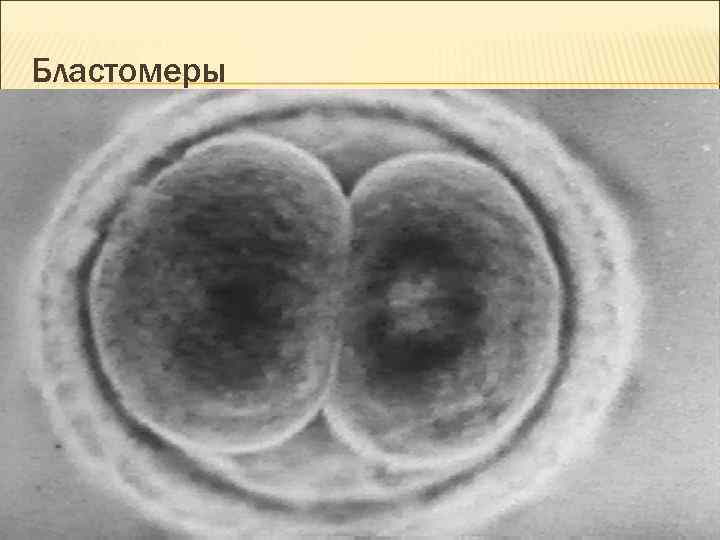 Бластомеры Бластомеры