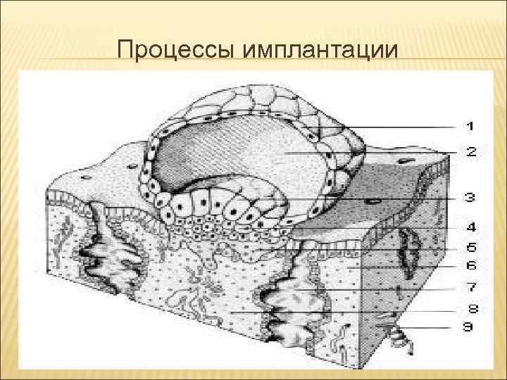 Процессы имплантации Процессы имплантации