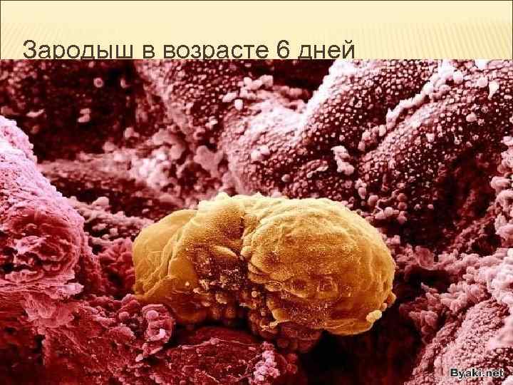Зародыш в возрасте 6 дней Зародыш в возрасте 6 дней