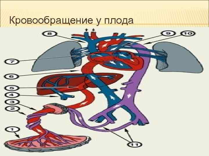 Кровообращение плода рисунок