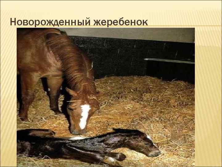 Новорожденный жеребенок Новорожденный жеребенок