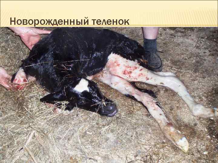 Новорожденный теленок Новорожденный теленок