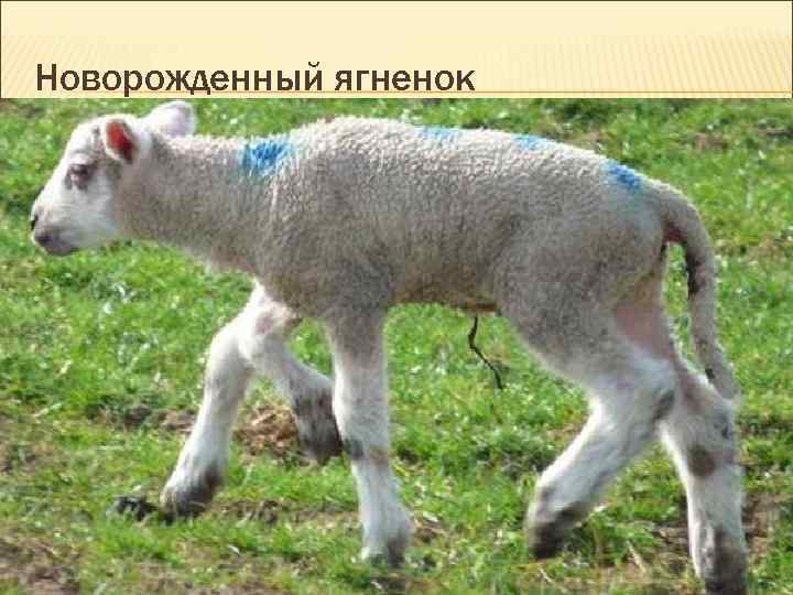 Новорожденный ягненок Новорожденный ягненок