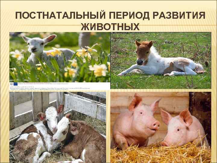 ПОСТНАТАЛЬНЫЙ ПЕРИОД РАЗВИТИЯ ЖИВОТНЫХ ПОСТНАТАЛЬНЫЙ ПЕРИОД РАЗВИТИЯ ЖИВОТНЫХ