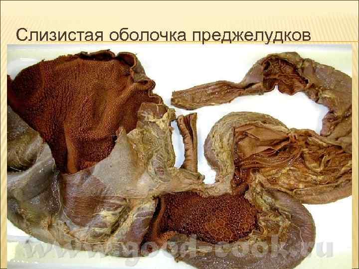 Слизистая оболочка преджелудков Слизистая оболочка преджелудков