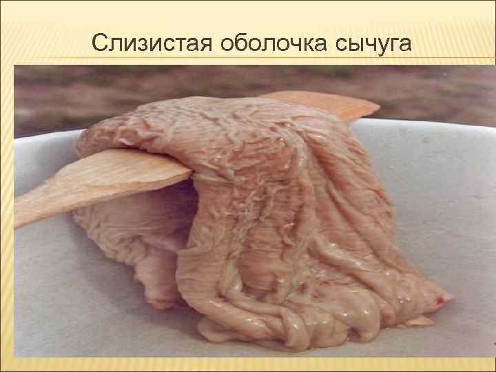 Слизистая оболочка сычуга Слизистая оболочка сычуга
