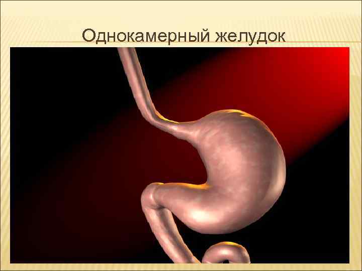 Однокамерный желудок Однокамерный желудок