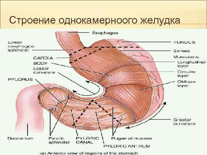 Строение однокамерноого желудка Строение однокамерноого желудка