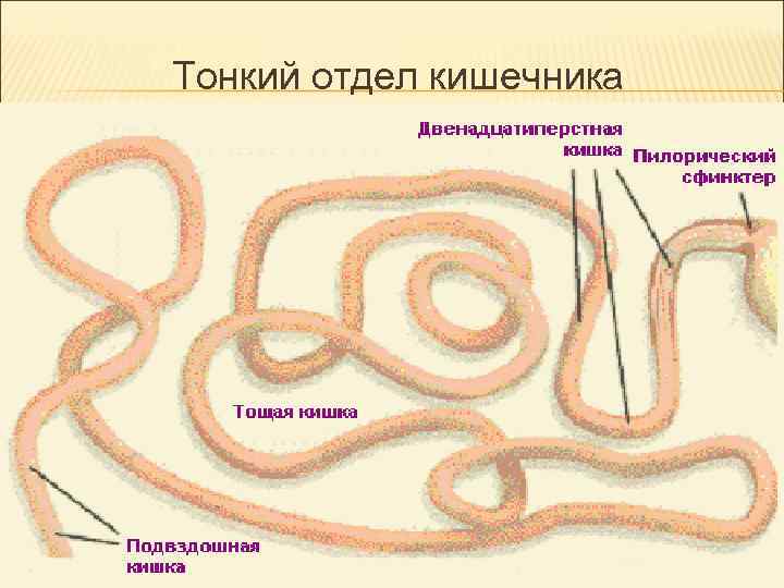 Тонкий отдел кишечника Тонкий отдел кишечника