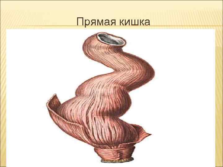 Прямая кишка Прямая кишка