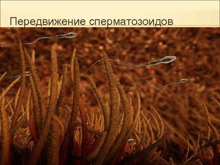 Передвижение сперматозоидов Передвижение сперматозоидов
