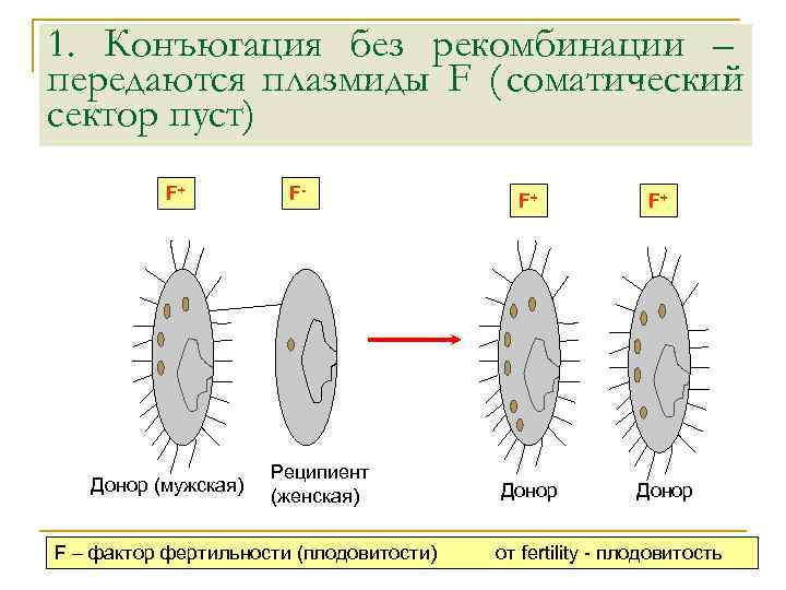 1. Конъюгация без рекомбинации – передаются плазмиды F ( соматический сектор пуст)  F+