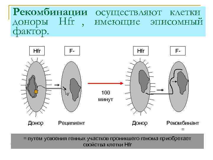 Рекомбинации осуществляют клетки доноры Hfr , имеющие эписомный фактор. Hfr  F-  