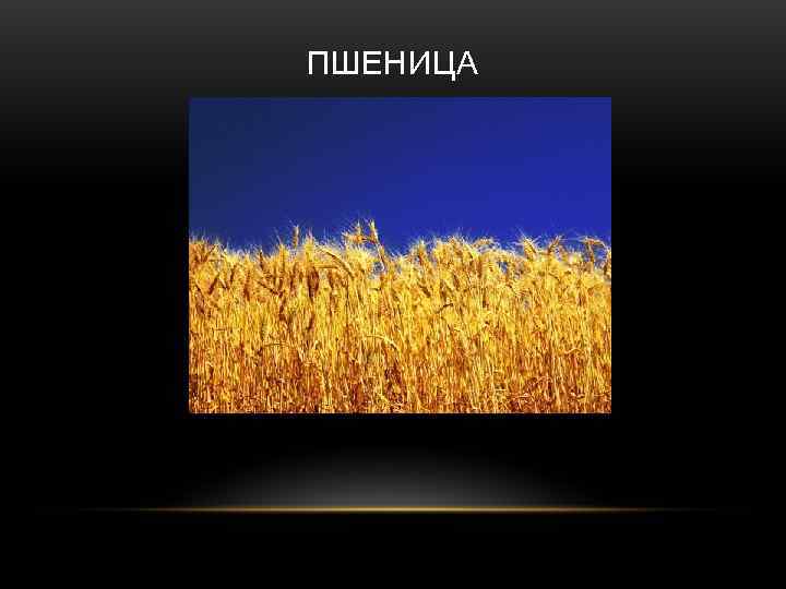 ПШЕНИЦА 