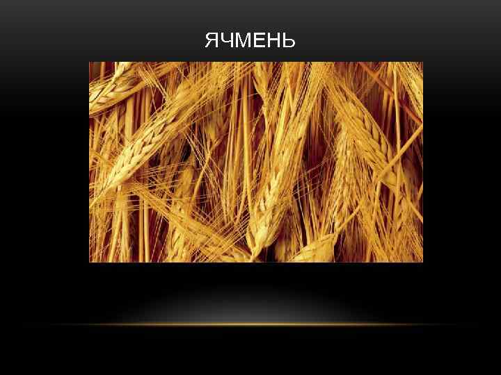 ЯЧМЕНЬ 