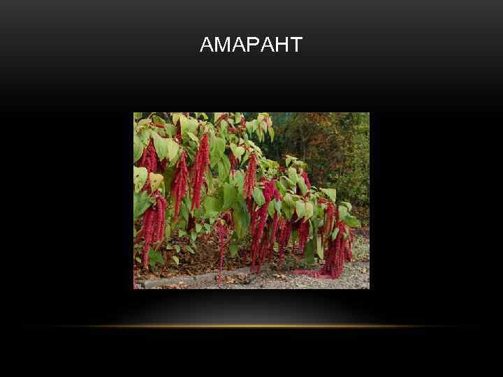 АМАРАНТ 