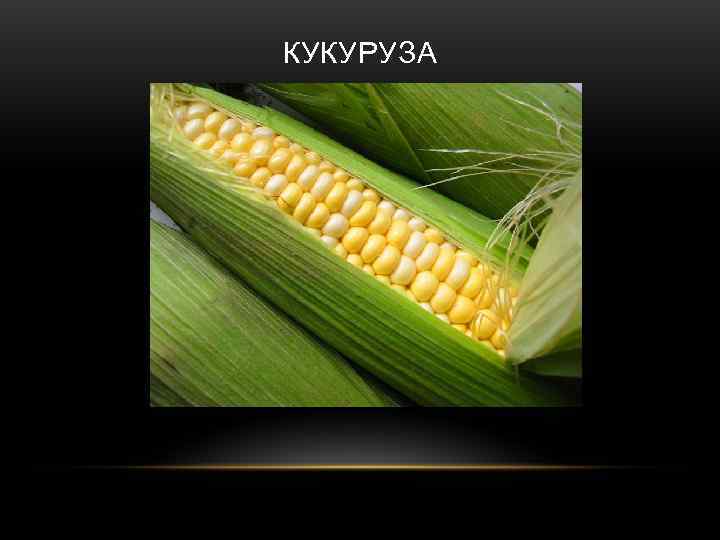 КУКУРУЗА 