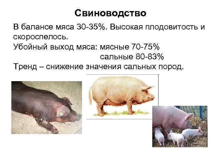    Свиноводство В балансе мяса 30 -35%. Высокая плодовитость и скороспелось. 