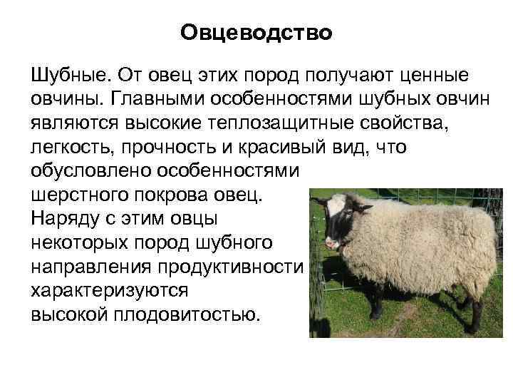 Овцеводство отрасль специализации. Овцеводство породы овец. Баран Романовская порода характеристика. Романовская порода породы овец. Цигайская порода овец характеристика.