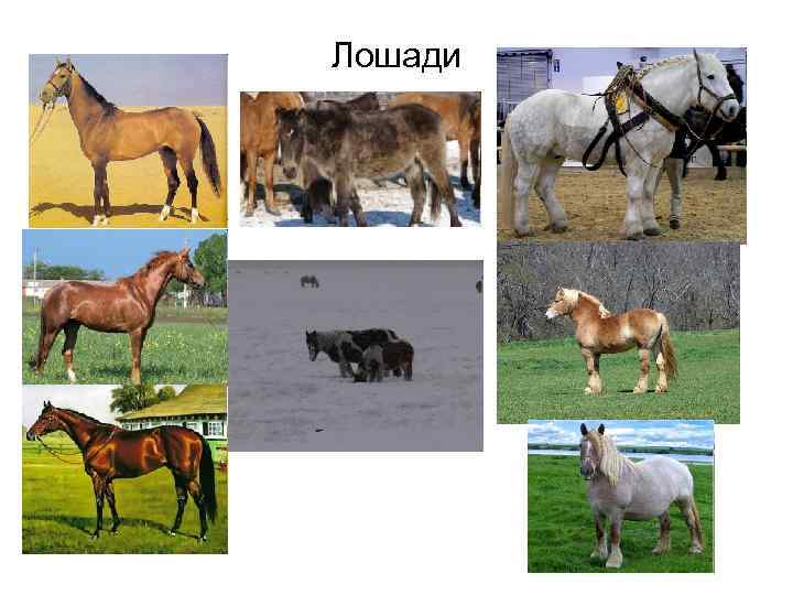 Лошади 
