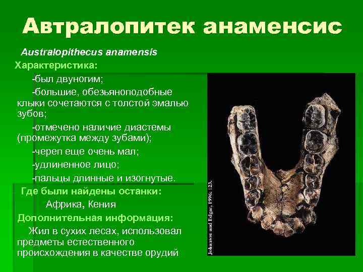   Автралопитек анаменсис  Australopithecus anamensis Характеристика:   -был двуногим;  -большие,