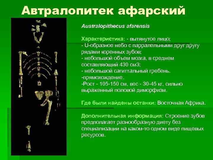 Автралопитек афарский  Australopithecus afarensis   Характеристика: - вытянутое лицо;   -