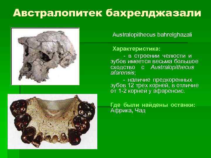 Австралопитек бахрелджазали    Australopithecus bahrelghazali    Характеристика:   