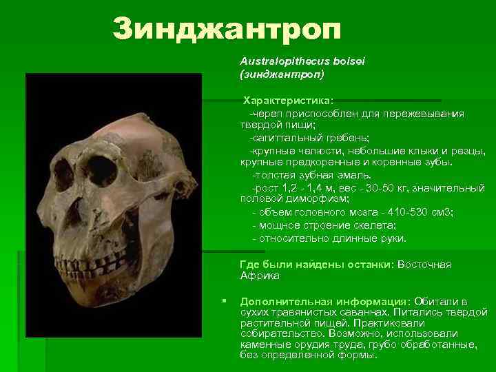 Зинджантроп   Australopithecus boisei   (зинджантроп)   Характеристика:   -череп