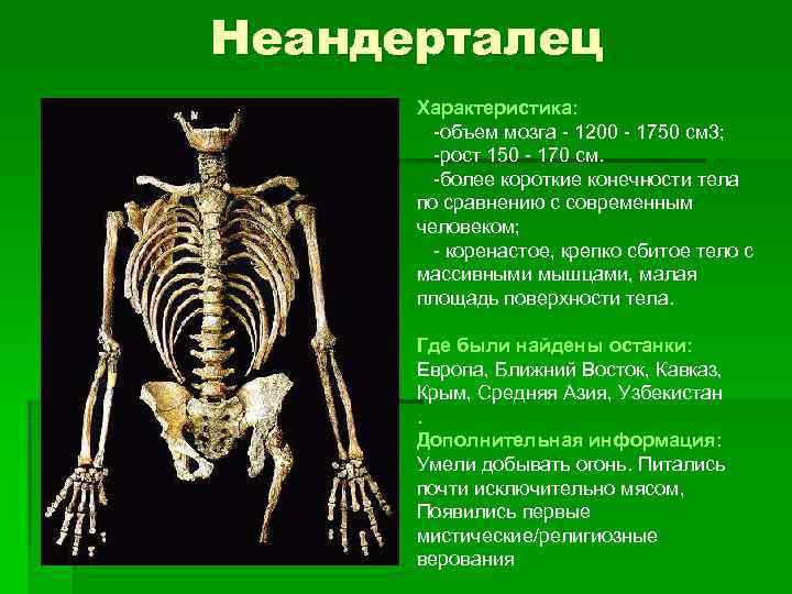 Неандерталец  Характеристика:  -объем мозга - 1200 - 1750 см 3;  -рост