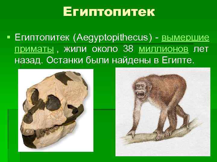    Египтопитек § Египтопитек ( Aegyptopithecus ) - вымершие приматы , 