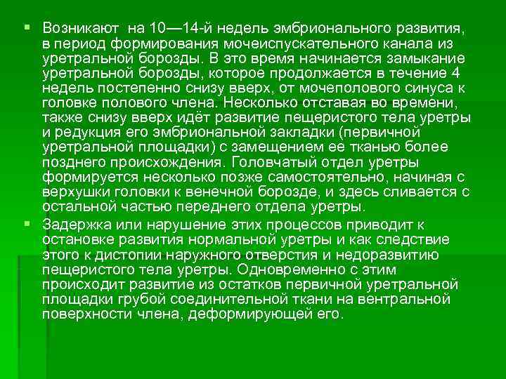 § Возникают на 10— 14 -й недель эмбрионального развития, в период формирования мочеиспускательного канала