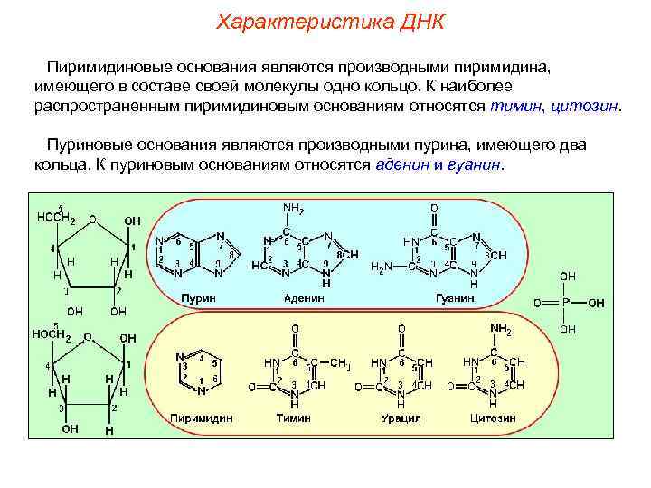     Характеристика ДНК  Пиримидиновые основания являются производными пиримидина, имеющего в