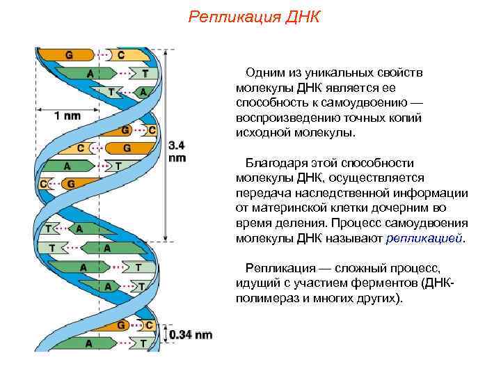 Репликация ДНК   Одним из уникальных свойств молекулы ДНК является ее способность к