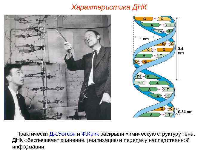      Характеристика ДНК Практически Дж. Уотсон и Ф. Крик раскрыли
