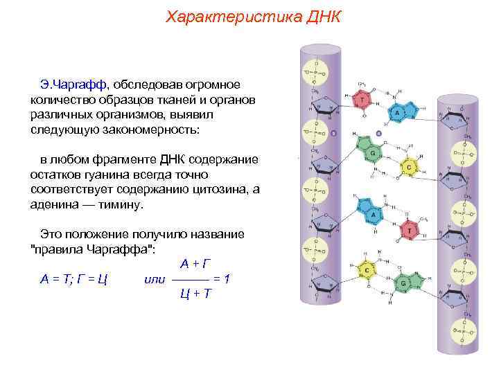      Характеристика ДНК Э. Чаргафф, обследовав огромное количество образцов тканей