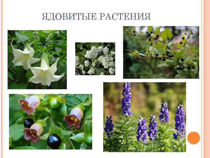 ЯДОВИТЫЕ РАСТЕНИЯ 