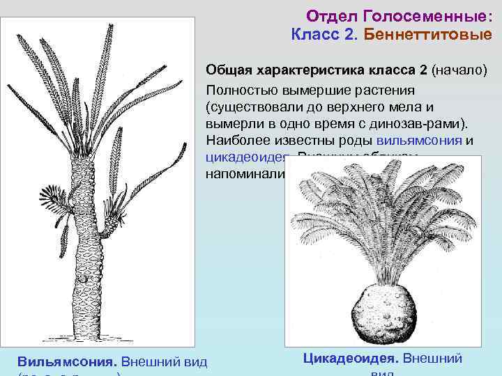       Отдел Голосеменные:      Класс