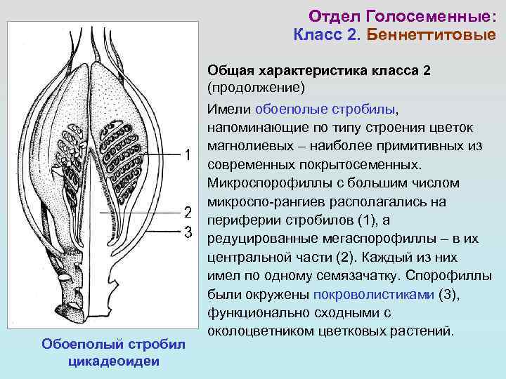       Отдел Голосеменные:      