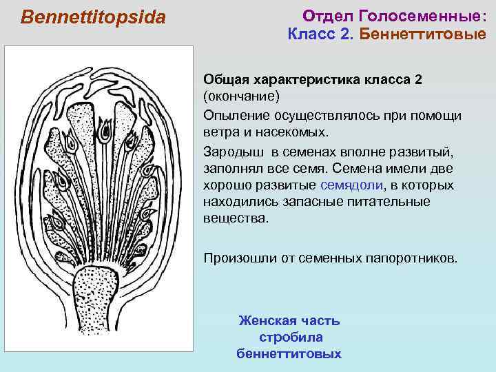 Bennettitopsida    Отдел Голосеменные:      Класс 2. Беннеттитовые