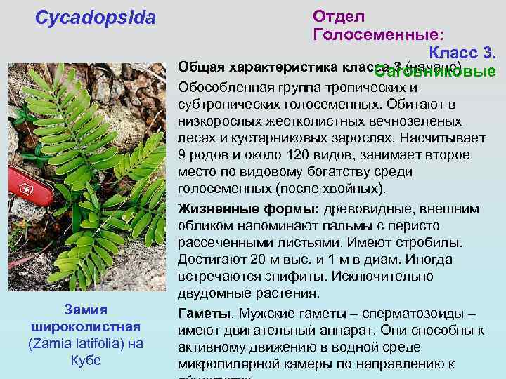 Cycadopsida     Отдел       Голосеменные: 