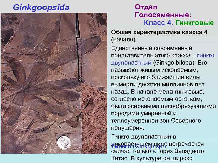 Ginkgoopsida   Отдел    Голосеменные:     Класс 4.
