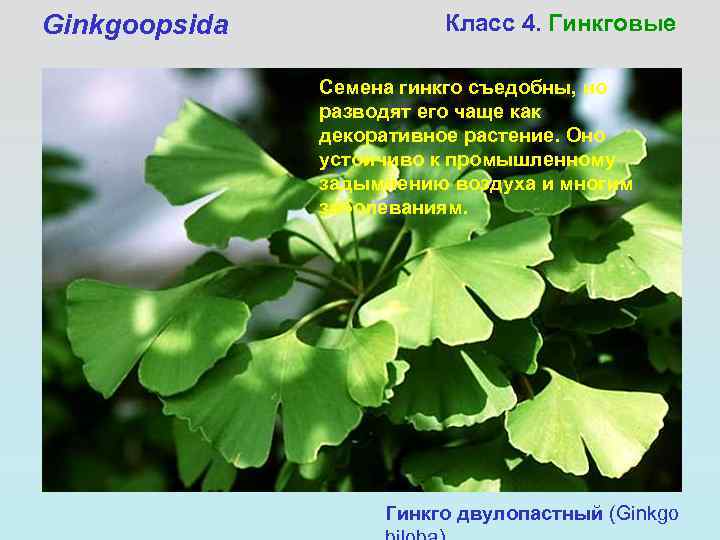 Ginkgoopsida   Класс 4. Гинкговые   Семена гинкго съедобны, но  
