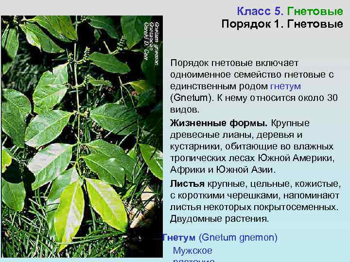    Класс 5. Гнетовые  Порядок 1. Гнетовые  Порядок гнетовые включает